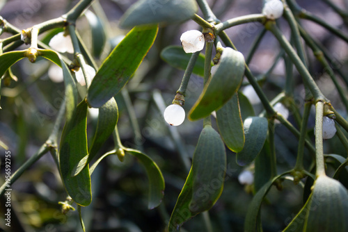 Plakat w ramie Mistletoe leaves