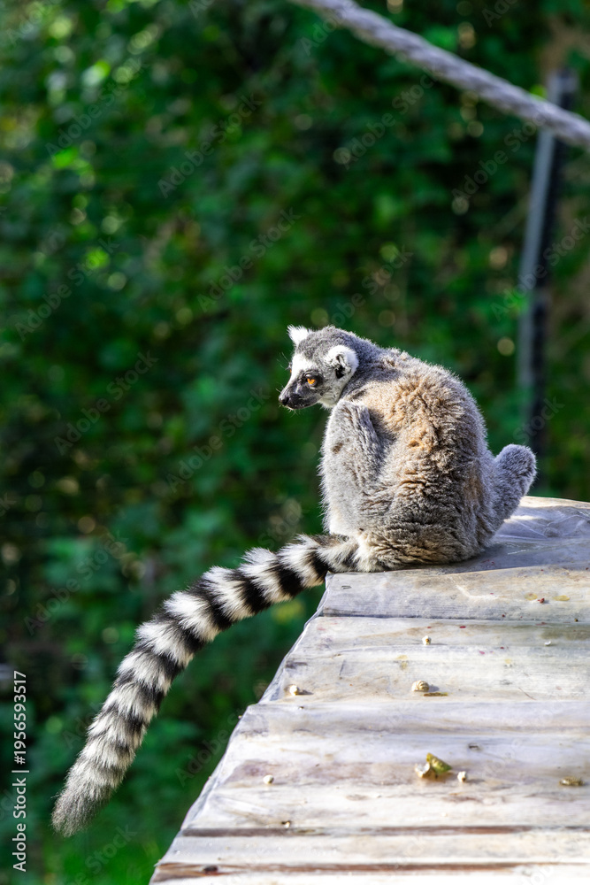 Fototapeta premium A lemur on a roof at the Haifa Zoo in Israel. 