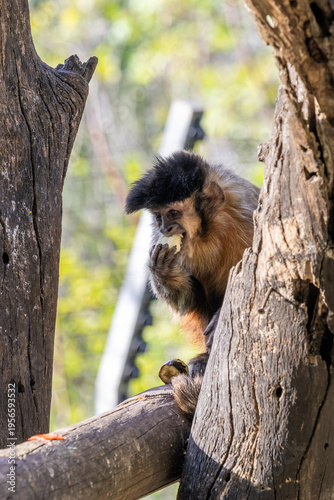 A Tufted Capuchin monkey scientific name Sapajus apella eating a banana in a zoo in Haifa, Israel.
