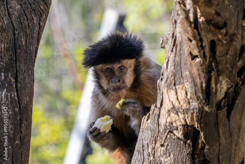 A Tufted Capuchin monkey scientific name Sapajus apella eating a banana in a zoo in Haifa, Israel.
