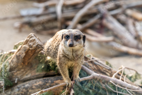 A cute meerkat in a zoo in Haifa, Israel.
