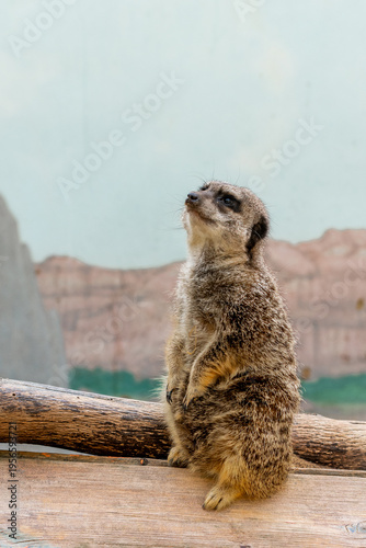 A cute meerkat in a zoo in Haifa, Israel.
