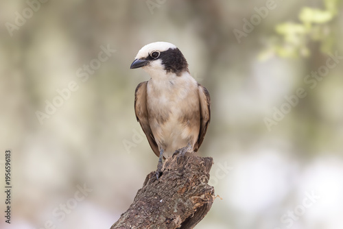 Photography Northern white crowned shrike bird perching on branch in nature