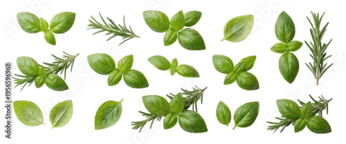 Panel kuchenny z motywem Fresh basil and rosemary leaves flat lay collection