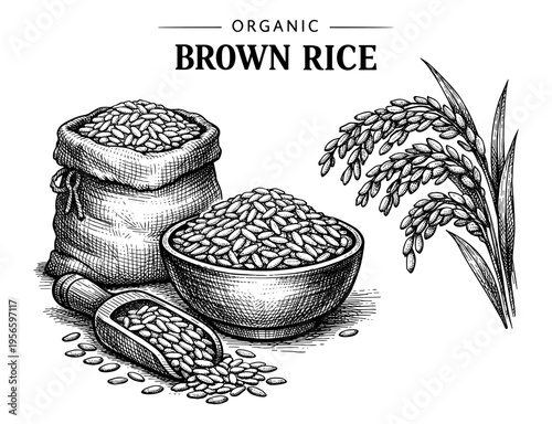 Organic brown rice set with sack bowl and scoop sketch
