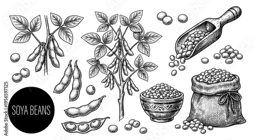 Soya bean set with plant sack bowl and scoop in vintage sketch style