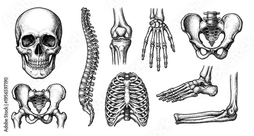 Human skeleton bone set with skull spine and rib cage ink sketch
