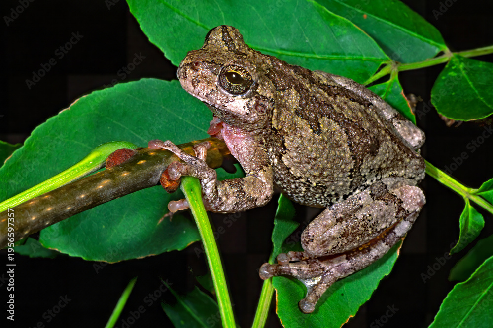 Obraz premium Cope's Gray treefrog, Dryophytes chrysoscelis.