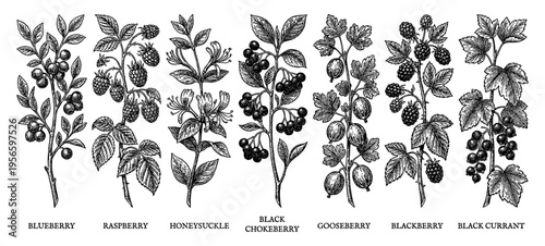 Berry branch set with raspberry blueberry and blackberry hand drawn engraving