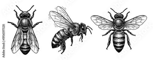 Honey bee hand drawn vintage engraving sketch set