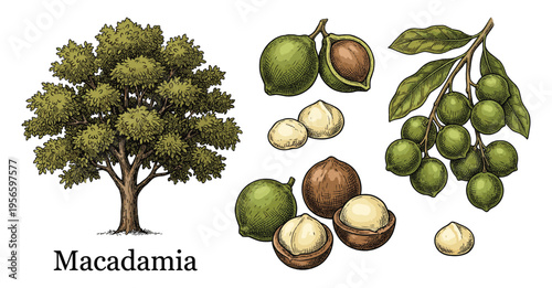 Colored macadamia nut tree and branch set in botanical vintage engraving