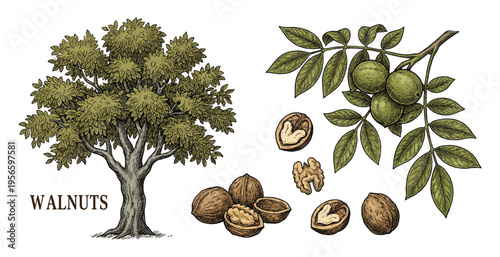 Colored walnut tree and nut branch set in botanical vintage engraving