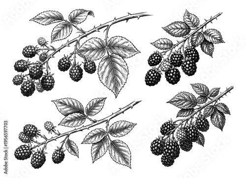 Blackberry branch set in hand drawn vintage botanical engraving