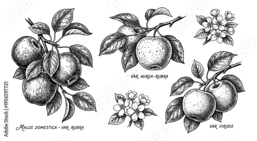Apple branch set in hand drawn vintage botanical engraving