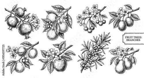 Fruit branch variety set in hand drawn vintage botanical engraving