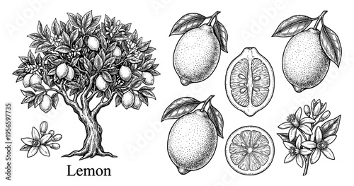 Lemon tree and fruit set in hand drawn vintage botanical engraving