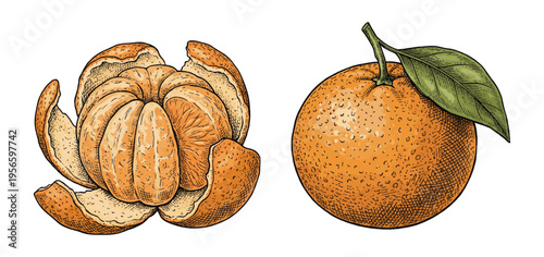 Mandarin fruit set with peeled colored citrus in vintage engraving