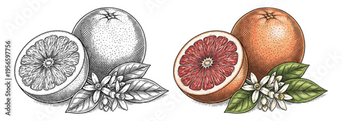 Grapefruit fruit in hand drawn colored botanical vintage engraving