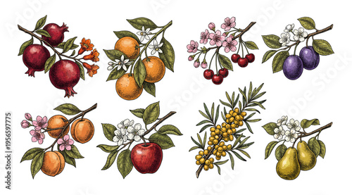 Fruit branch colored collection with apple orange cherry in vintage engraving