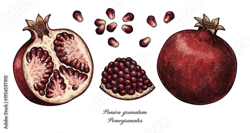 Pomegranate fruit set with seeds in colored vintage engraving