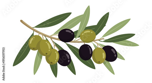 A vibrant illustration depicts an olive branch with ripe olives showcasing a distinctive silhouette high quality professional detailed modern elegant stylish