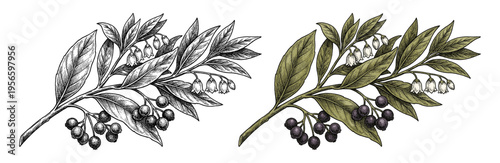 Blueberry fruit branch set in hand drawn colored botanical engraving