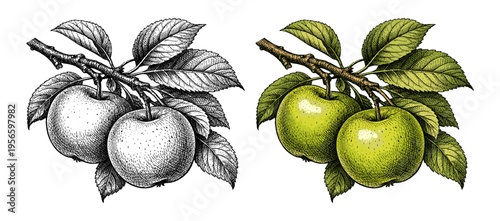 Green apple branch set in hand drawn colored botanical engraving