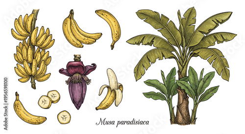 Banana tree and fruit set in hand drawn colored botanical engraving