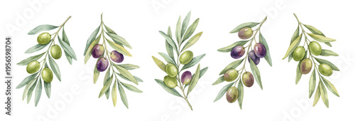 Botanical watercolor olive branch set with green purple and black olives