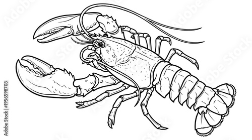 Detailed illustration of a lobster crustacean.