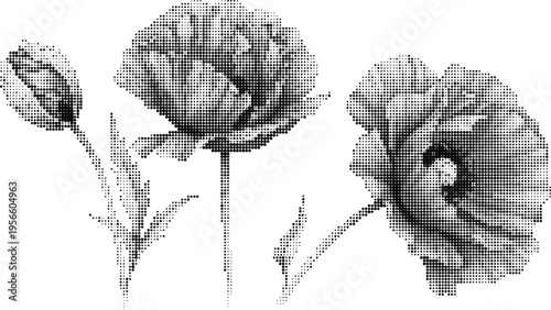 A artistic halftone illustration featuring three delicate poppy flowers in black and white style Vector