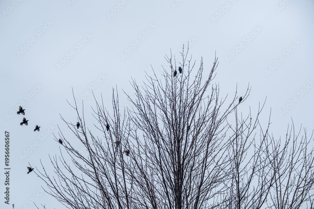 Fototapeta premium Black birds or crows in a tree in winter