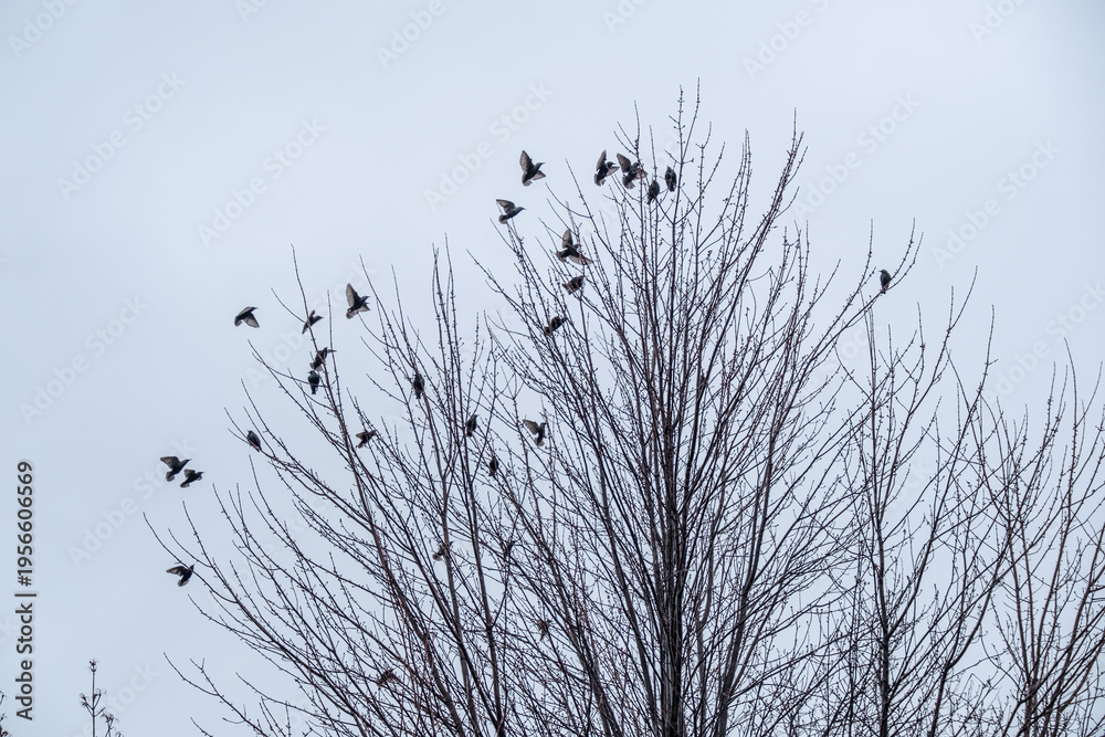 Fototapeta premium Black birds or crows in a tree in winter