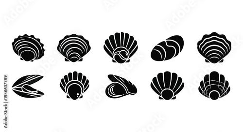 A collection of various seashell shapes depicted in a striking black silhouette high quality professional detailed modern elegant stylish clean crisp