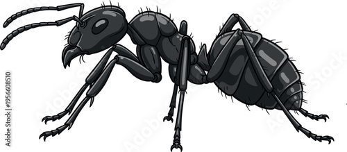 Realistic Black Ant Insect Detailed Illustration Macro View Entomology AnimalRealistic Black Ant Insect Detailed Illustration Macro View Entomology Animal