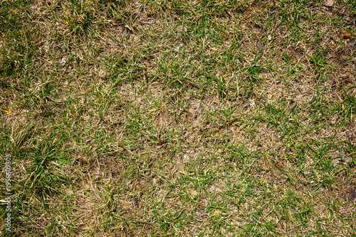 Detailed view of sparse grass showing natural decay