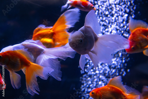 Nice swarm of goldfish in water bubbles