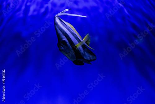 Nice tropical Beaked Copperbanded butterflyfish (Chelmon rostratus) on blue background