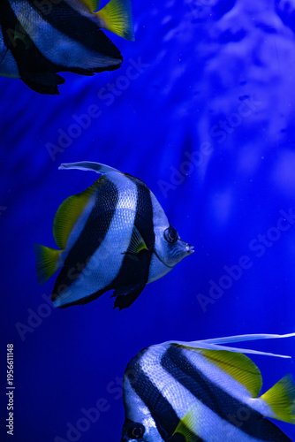 Nice tropical Beaked Copperbanded butterflyfish (Chelmon rostratus) on blue background