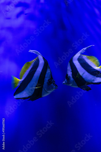 Nice tropical Beaked Copperbanded butterflyfish (Chelmon rostratus) on blue background