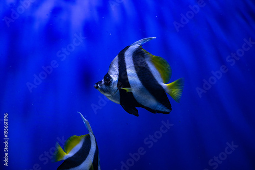 Nice tropical Beaked Copperbanded butterflyfish (Chelmon rostratus) on blue background