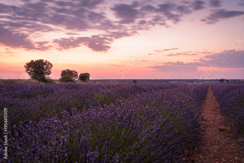 Beautiful landscape of lavender fields at sunset with dramatic sky in Brihuega, Guadalajara, Spain