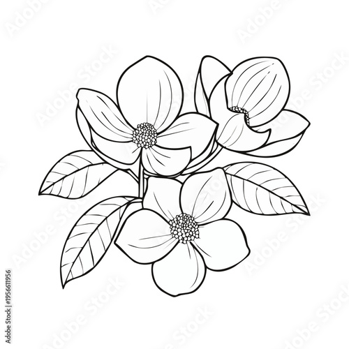 Elegant Line Art Illustration of Dogwood Flowers and Leaves Simple Botanical Drawing