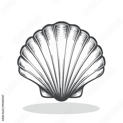 Stylized Black and White Scallop Shell Illustration with Delicate Lines