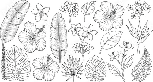 Set of tropical flowers and exotic leaves, hand drawn line art, hibiscus monstera plumeria vector sketch, black white floral isolated