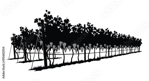 A detailed illustration depicts rows of grapevines laden with fruit rendered as a striking black silhouette high quality professional modern elegant