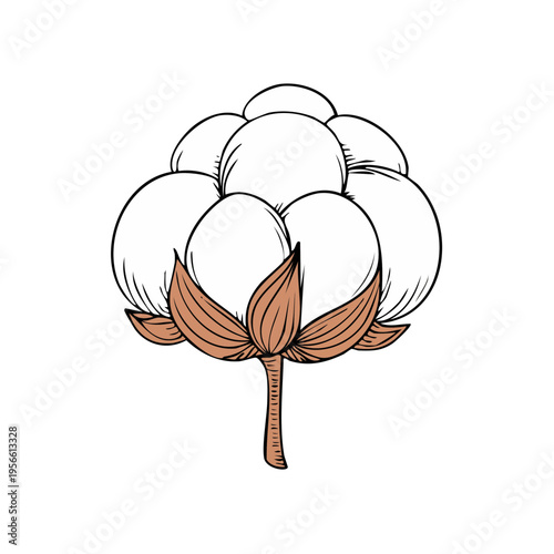 Delicate Cotton Plant Illustration with White Fluffy Bolls and Brown Sepals