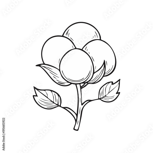 Hand Drawn Line Art Cotton Flower Blossom with Leaves