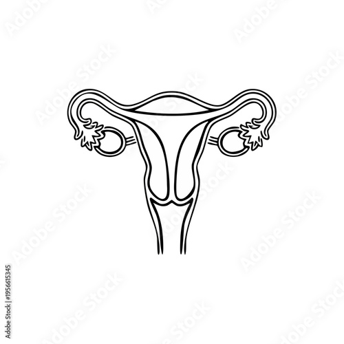 Human female reproductive system diagram stylized line art