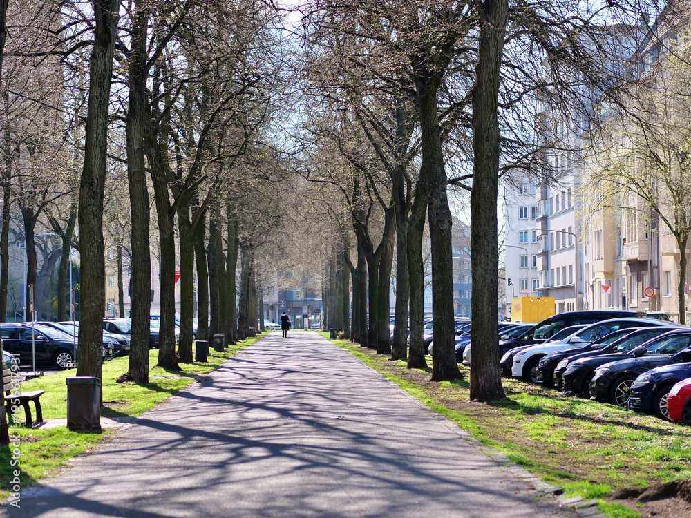 Naklejka premium Long asphalt pedestrian path in city park. Alley of tall bare trees with shadows. Person walking in distance on walkway. Car parking lot along tree-lined street. Spring sunny day in urban neighborhood